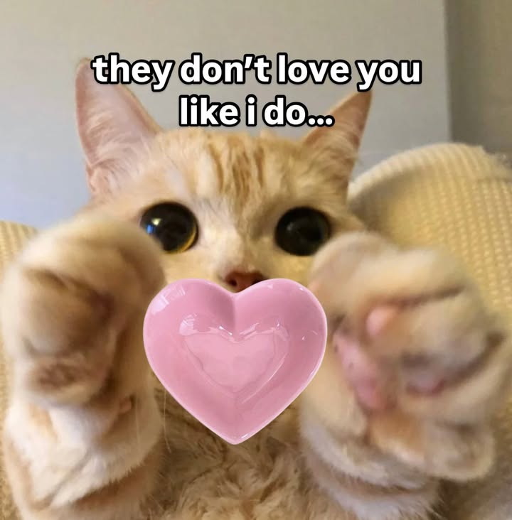 Kitten Heart